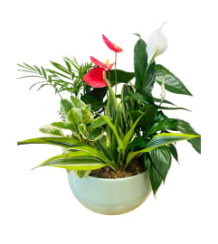 XL Sage Green Anthurium Planter. An arrangement by My Secret Garden. XL Sage Green Anthurium Planter. An arrangement by My Secret Garden.