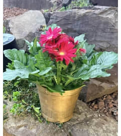 Gerbera Plant - Color may be different. An arrangement by Renton Flower Shop.