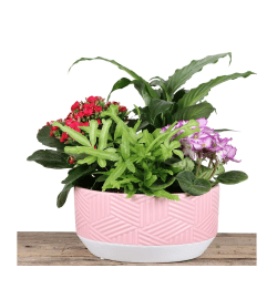8 Scarlett planter. An arrangement by The Flower Shop in the Village. 8 Scarlett planter. An arrangement by The Flower Shop in the Village.