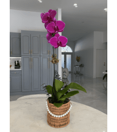 Purple Orchid Elegance. An arrangement by Homestead Flower Shop.