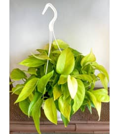 Neon Pothos Hanging Basket. An arrangement by Mayfield Flowers.