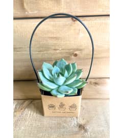 Succulent Surprise. An arrangement by Mayfield Flowers.