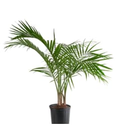 Palm Tree =Indoor Houseplant. An arrangement by Flowers by Priscilla.
