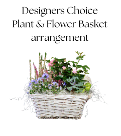 Designers Choice Plant and Flower Basket Arrangement. An arrangement by Flower Barn.