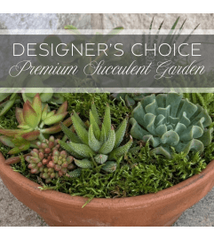 Designer's Choice Premium Succulent Gardens. An arrangement by The Greenhouse Florist. Designer's Choice Premium Succulent Gardens. An arrangement by The Greenhouse Florist.