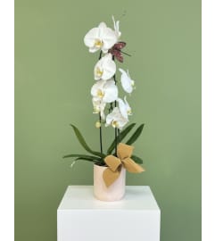 Stunning Orchid. An arrangement by Sunny Day Blossoms Design Studio.