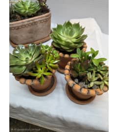 Succulent Trio. An arrangement by Donato's Floral. Succulent Trio. An arrangement by Donato's Floral.