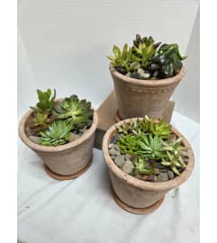 Classic Terracotta Succulent Garden. An arrangement by Donato's Floral.