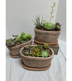 Artisan Oval Terracotta Succulent Garden. An arrangement by Donato's Floral.