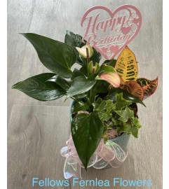 Birthday Wishes Planter, by Fellows. An arrangement by Fellows Fernlea Flowers.