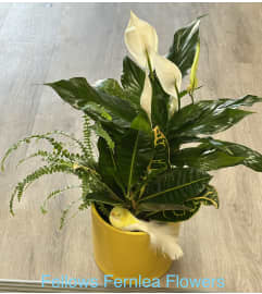 Little Ray of Care Planter by Fellows. An arrangement by Fellows Fernlea Flowers.