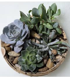 Perfect Succulent. An arrangement by Osborne Florist.
