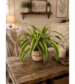 6 Lemon Lime Dracaena. An arrangement by Petals and Co..