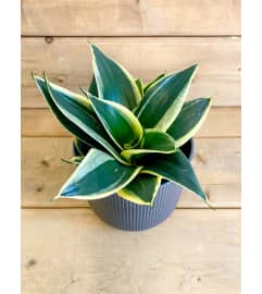 4 Potted Bird's Nest Snake Plant. An arrangement by Mayfield Flowers. 4 Potted Bird's Nest Snake Plant. An arrangement by Mayfield Flowers.