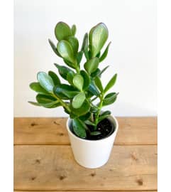 4 Potted Jade Plant. An arrangement by Mayfield Flowers. 4 Potted Jade Plant. An arrangement by Mayfield Flowers.
