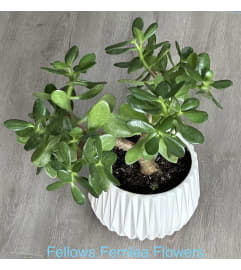 Oh La La! It's a Jade. An arrangement by Fellows Fernlea Flowers.
