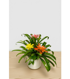 Triple Bromeliad. An arrangement by The Farmers Petals. Triple Bromeliad. An arrangement by The Farmers Petals.