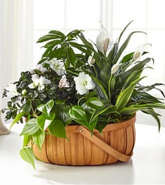 FTD Serene Dish garden. An arrangement by Fendley Florists.