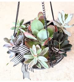 10 Hanging succulent Dishgarden. An arrangement by Block Farms Flowers.