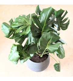 8 Monstera Plant in upgraded planter. An arrangement by Block Farms Flowers.