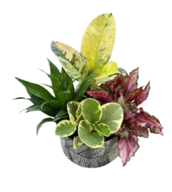 tropical plant Mix in a Honeycomb Tin pot. An arrangement by Nicol Florist.