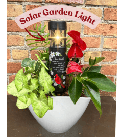 'By Design' Cardinal Solar light Planter. An arrangement by Flowers By Design. 'By Design' Cardinal Solar light Planter. An arrangement by Flowers By Design.