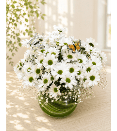 Daisies in Morning Light. An arrangement by Floral Lady Design Studio LLC.