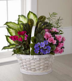 The FTD Peaceful Garden Planter. An arrangement by Fendley Florists.