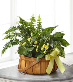 FTD Always Dear Dishgarden. An arrangement by Fendley Florists.