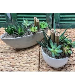 Succulent Indoor Garden. An arrangement by Forest Florist. Succulent Indoor Garden. An arrangement by Forest Florist.