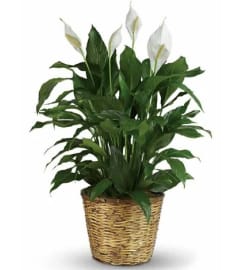 Spathiphyllum Plant (Peace Lily). An arrangement by Belak Flowers.