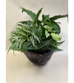 Tropical plants, Dish Garden. An arrangement by Deer Valley Florist and Flower Delivery. Tropical plants, Dish Garden. An arrangement by Deer Valley Florist and Flower Delivery.