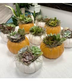 Pumpkin Patch dish garden orange. An arrangement by Deep Creek Floral.