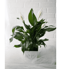 World Peace Lily. An arrangement by Brooklin Floral and Garden Shoppe Inc..