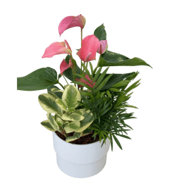 Manon Mixed Anthurium Planter. An arrangement by In Bloom.