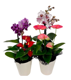 Cascade Tropical Planter. An arrangement by In Bloom.