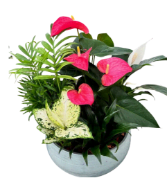Blue Mist Tropical Planter. An arrangement by In Bloom.