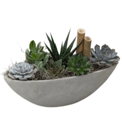 Large Boat Succulent Planter. An arrangement by The Garden Gate Gifts and Florals.