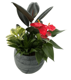 Cresta Anthurium and Peace Lily Planter. An arrangement by Nicol Florist. Cresta Anthurium and Peace Lily Planter. An arrangement by Nicol Florist.