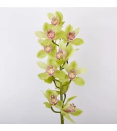 STEM GREEN CUT CYMBIDIUM ORCHID WITH 12-16 BLOOMS. An arrangement by Flowers by Priscilla. STEM GREEN CUT CYMBIDIUM ORCHID WITH 12-16 BLOOMS. An arrangement by Flowers by Priscilla.