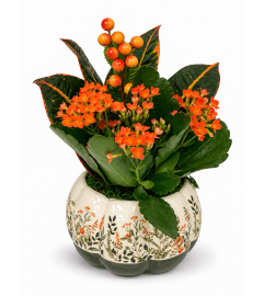 Nutmeg Floral Pumpkin Garden - Orange Kalanchoe. An arrangement by Lori's Hearts and Flowers.