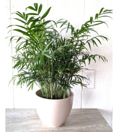 6 Palm Plant. An arrangement by Block Farms Flowers. 6 Palm Plant. An arrangement by Block Farms Flowers.