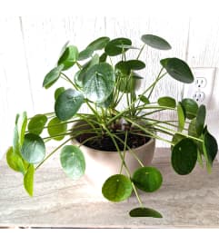 6 Pilea. An arrangement by Block Farms Flowers.
