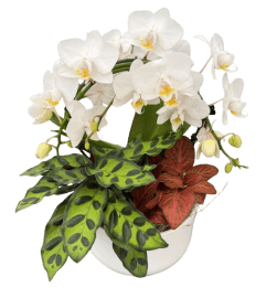 little swan orchid planter. An arrangement by Nicol Florist. little swan orchid planter. An arrangement by Nicol Florist.