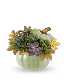 Keepsake fall pumpkin filled with assorted succulents. An arrangement by Lennons Flowers.