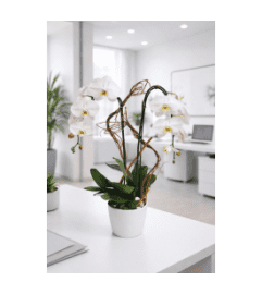 White Orchid Splendor. An arrangement by Anthurium Gardens Florist.