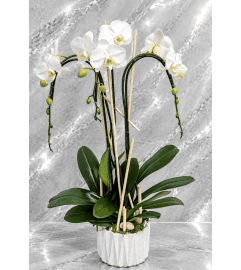 White Unique Orchid Plant. An arrangement by Brickell Exclusive Blooms. White Unique Orchid Plant. An arrangement by Brickell Exclusive Blooms.