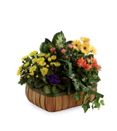 The FTD® Gentle Blossoms™ Basket. An arrangement by Mardi Gras Florist.