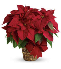 Red Poinsettia. An arrangement by Marivel's Florist and Gifts.