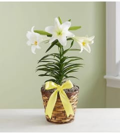 Easter Sentiments™ Lily Plant. An arrangement by Blessing and Blooms Florist.
